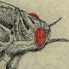 cicada2 icon