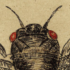 cicada1 icon