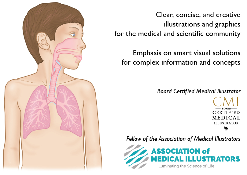 Clear, concise, and creative illustrations and graphics for the medical and scientific community